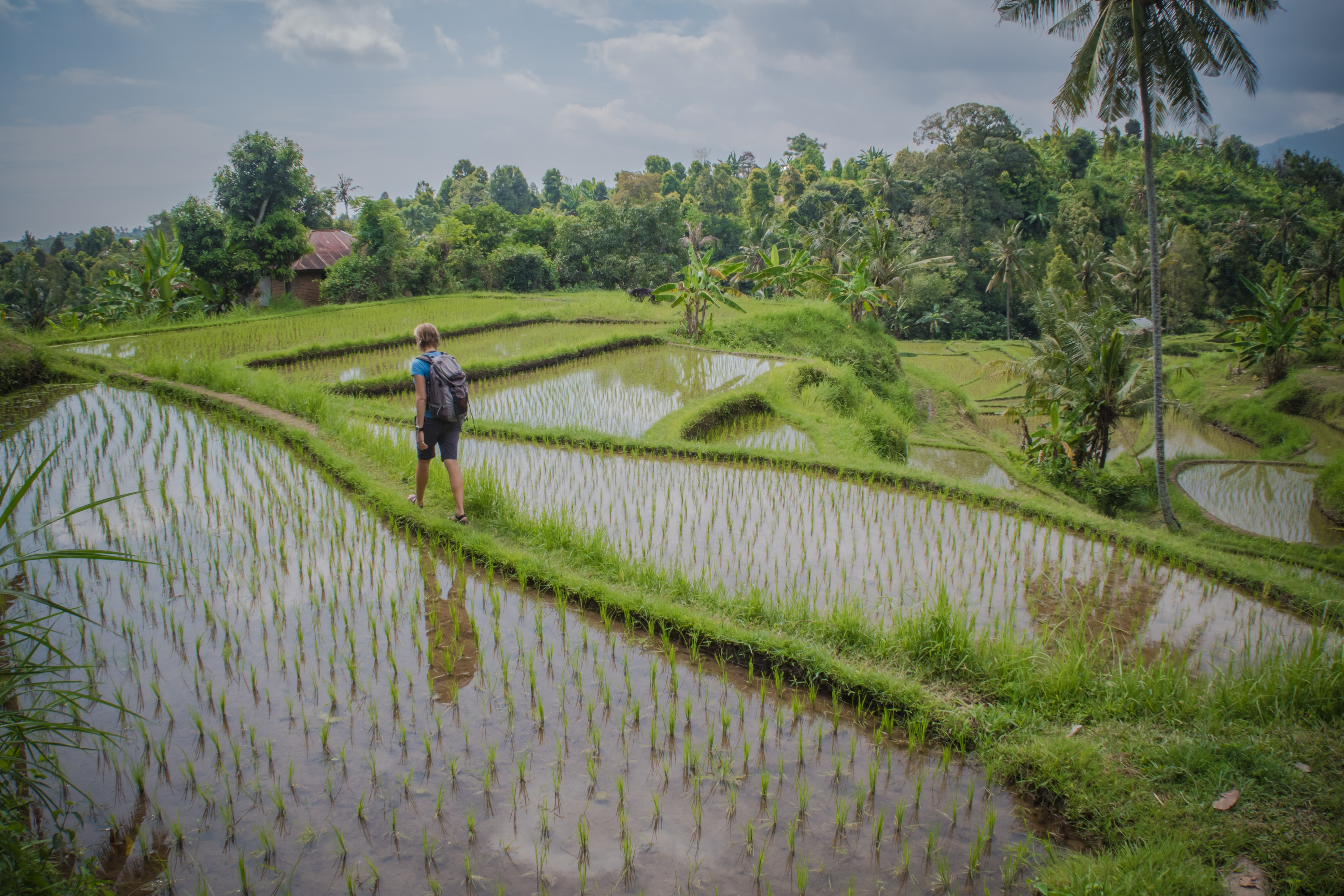 Rice fields in Asia. Komeko